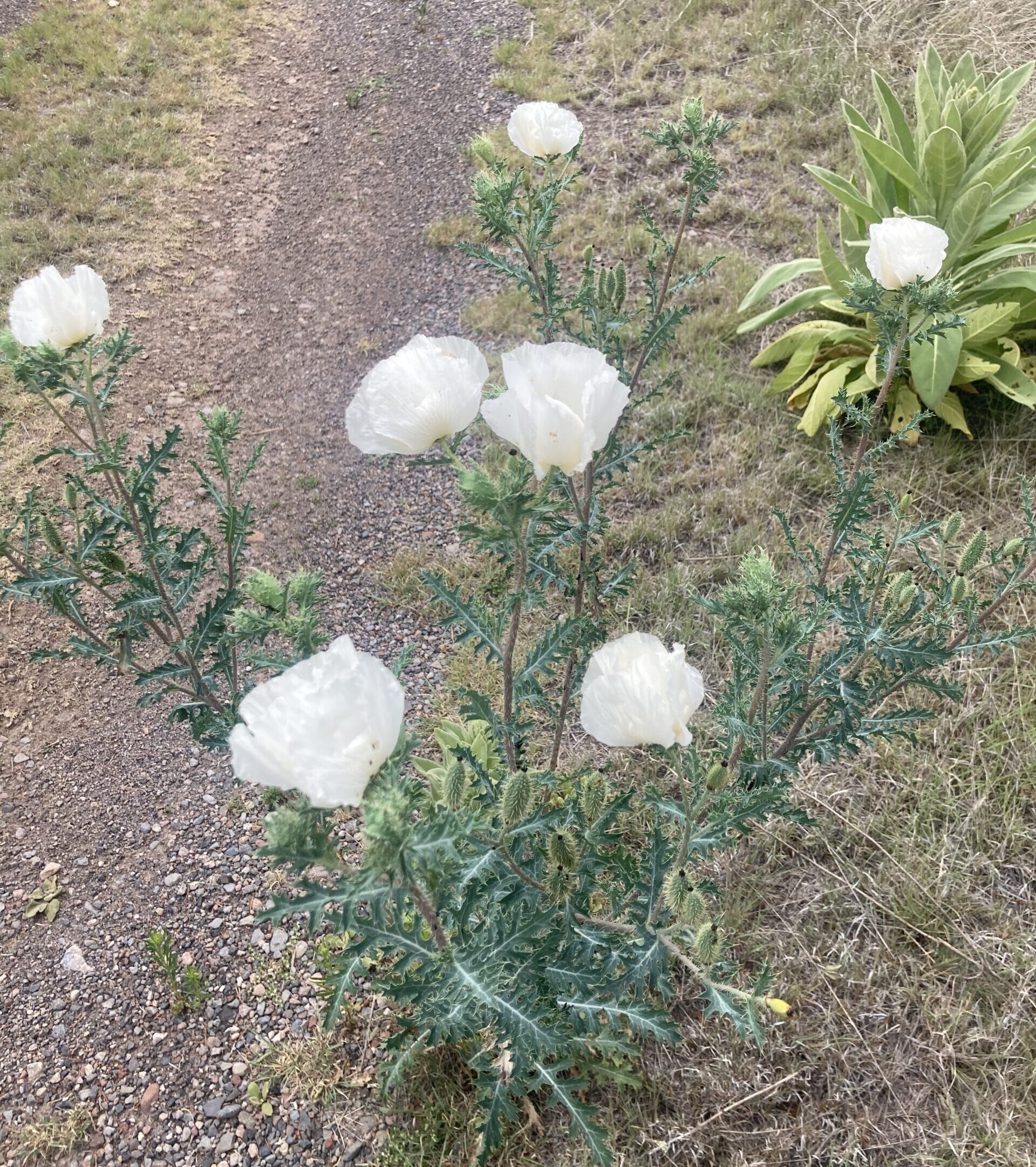 white wild flowers growing taller by the minute
