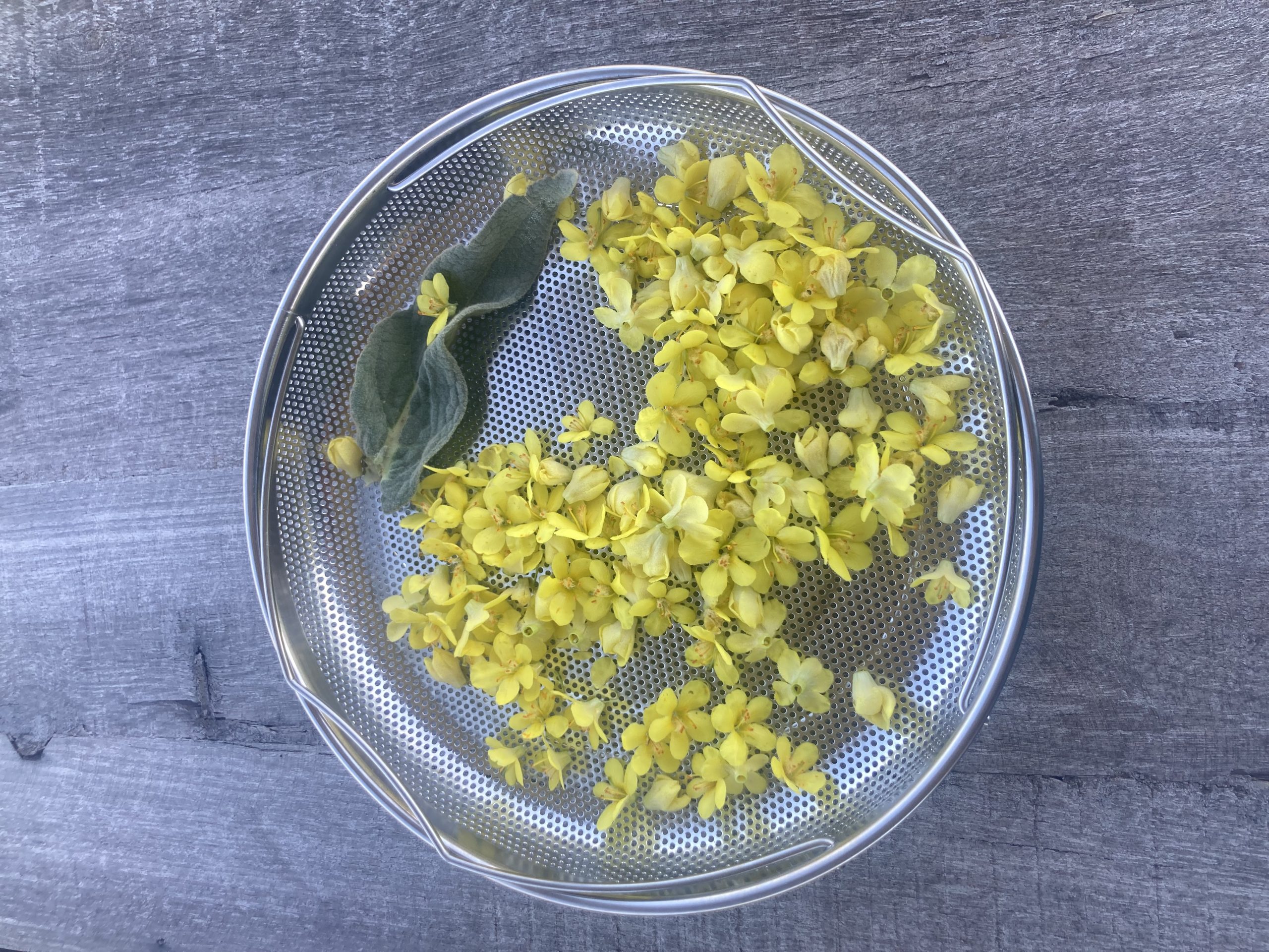 cheery yellow mullein flowers that I harvested for future cozy tea time